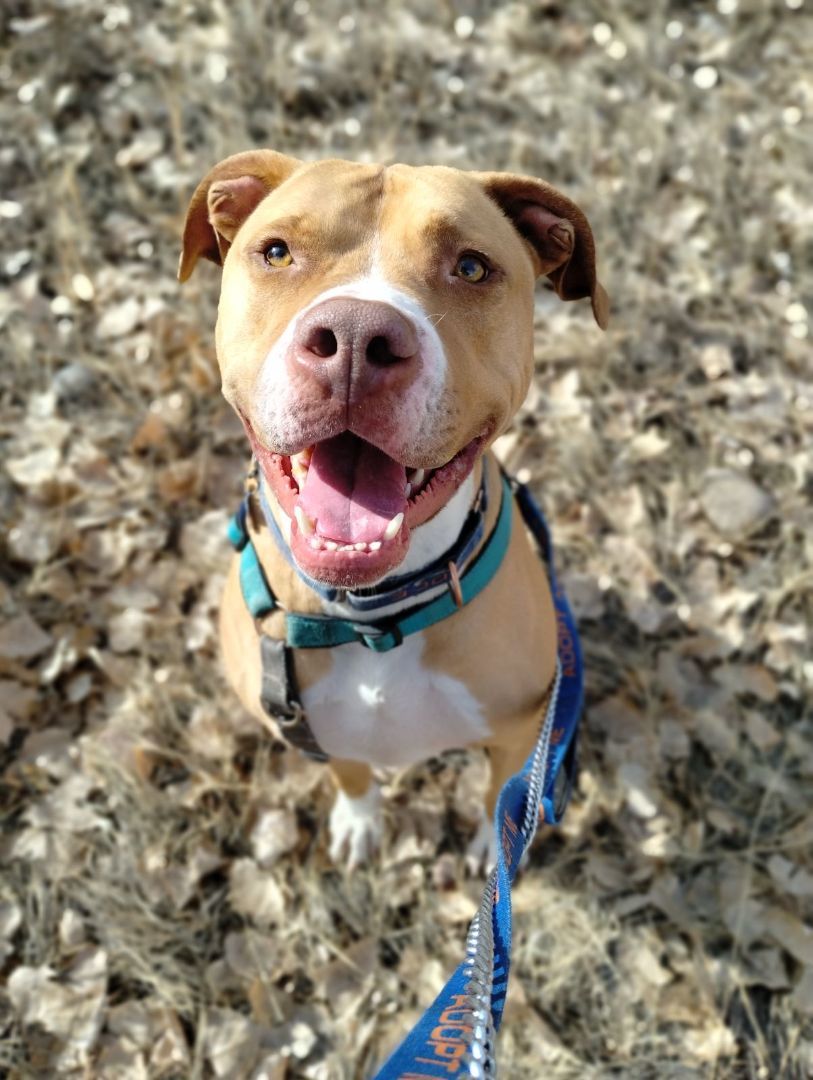 Copper, a Adoptable Pit Bull Terrier in Pueblo, CO image 3/6