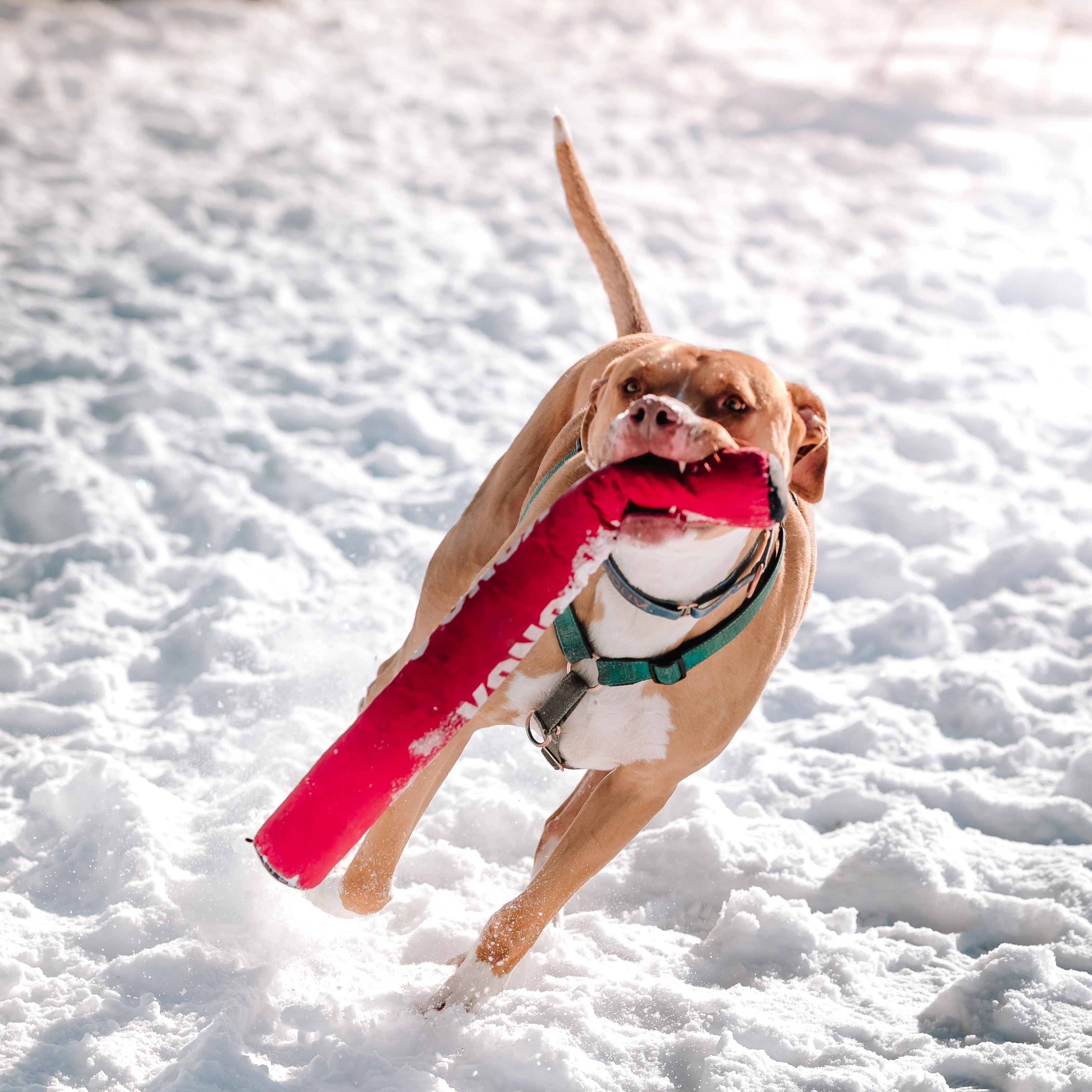 Copper, a Adoptable Pit Bull Terrier in Pueblo, CO image 1/6