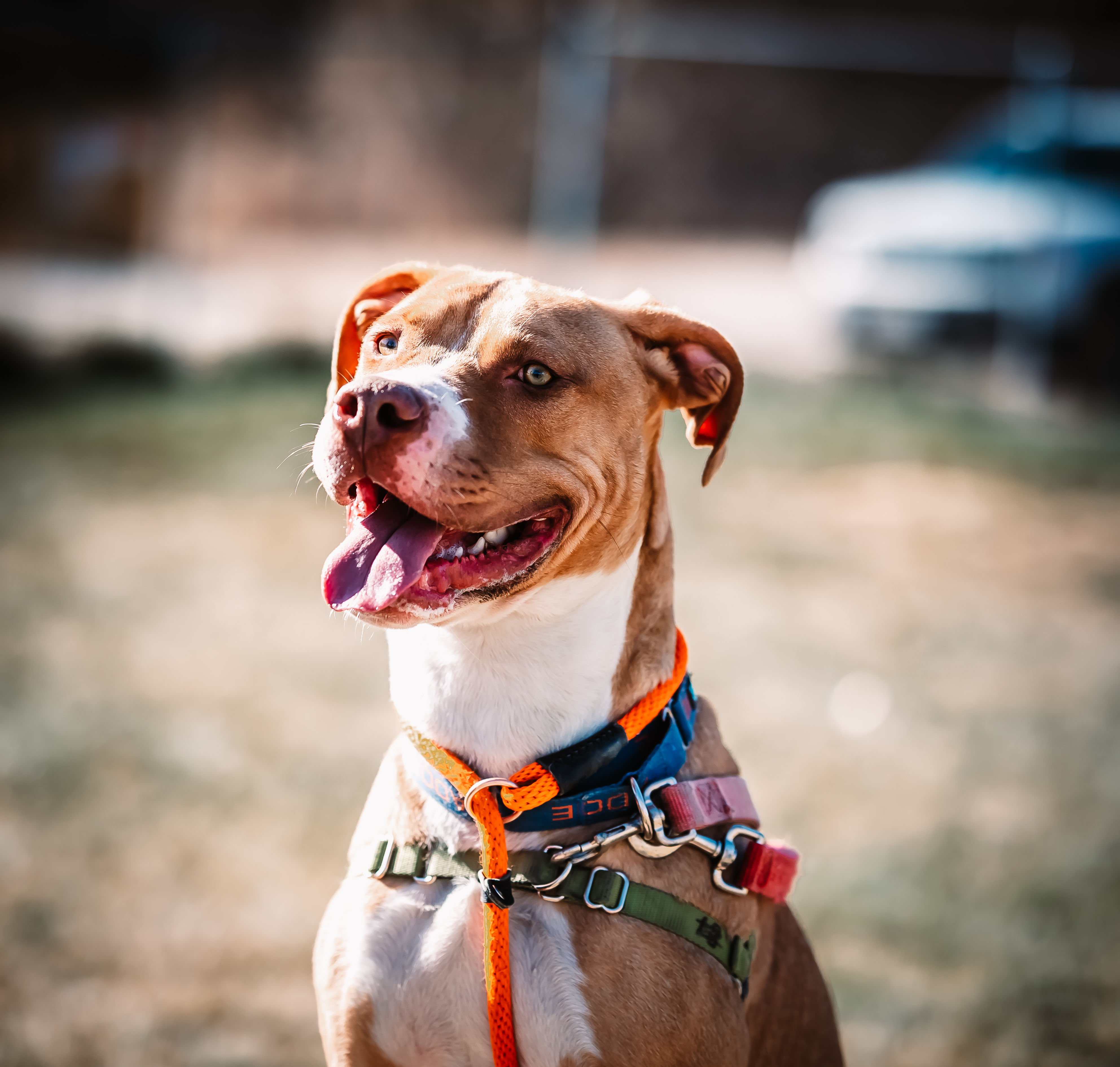 Copper, a Adoptable Pit Bull Terrier in Pueblo, CO image 4/6