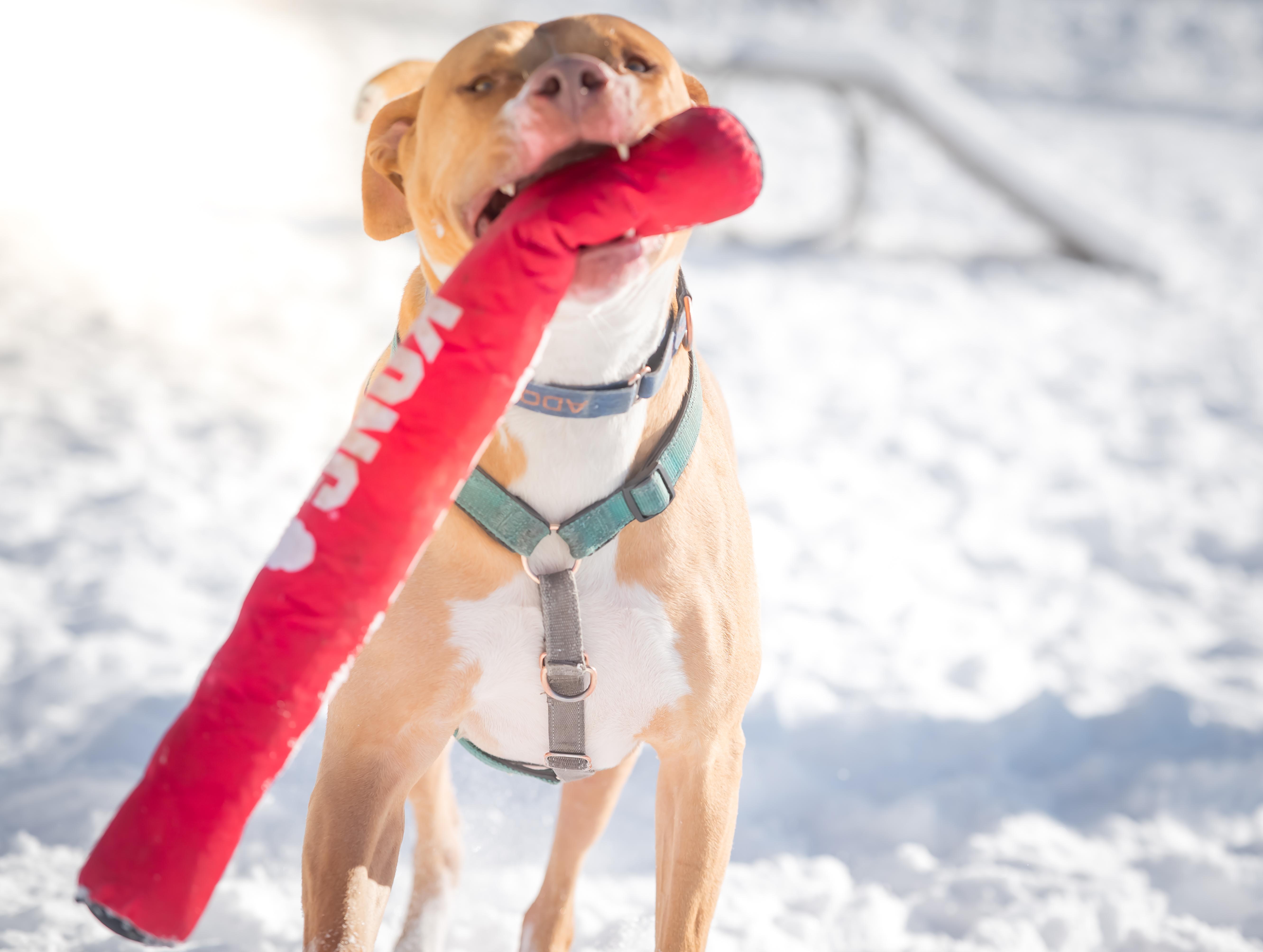 Copper, a Adoptable Pit Bull Terrier in Pueblo, CO image 6/6