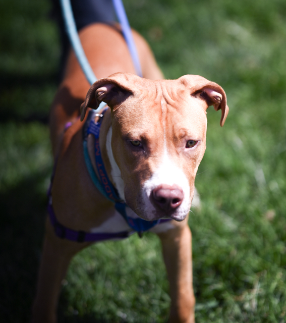 Copper, a Adoptable Pit Bull Terrier in Pueblo, CO image 5/6