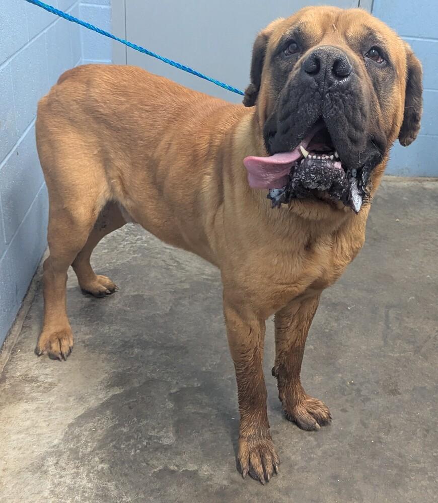 Jabba, a Adoptable Cane Corso in Evansville, IN image 1/6