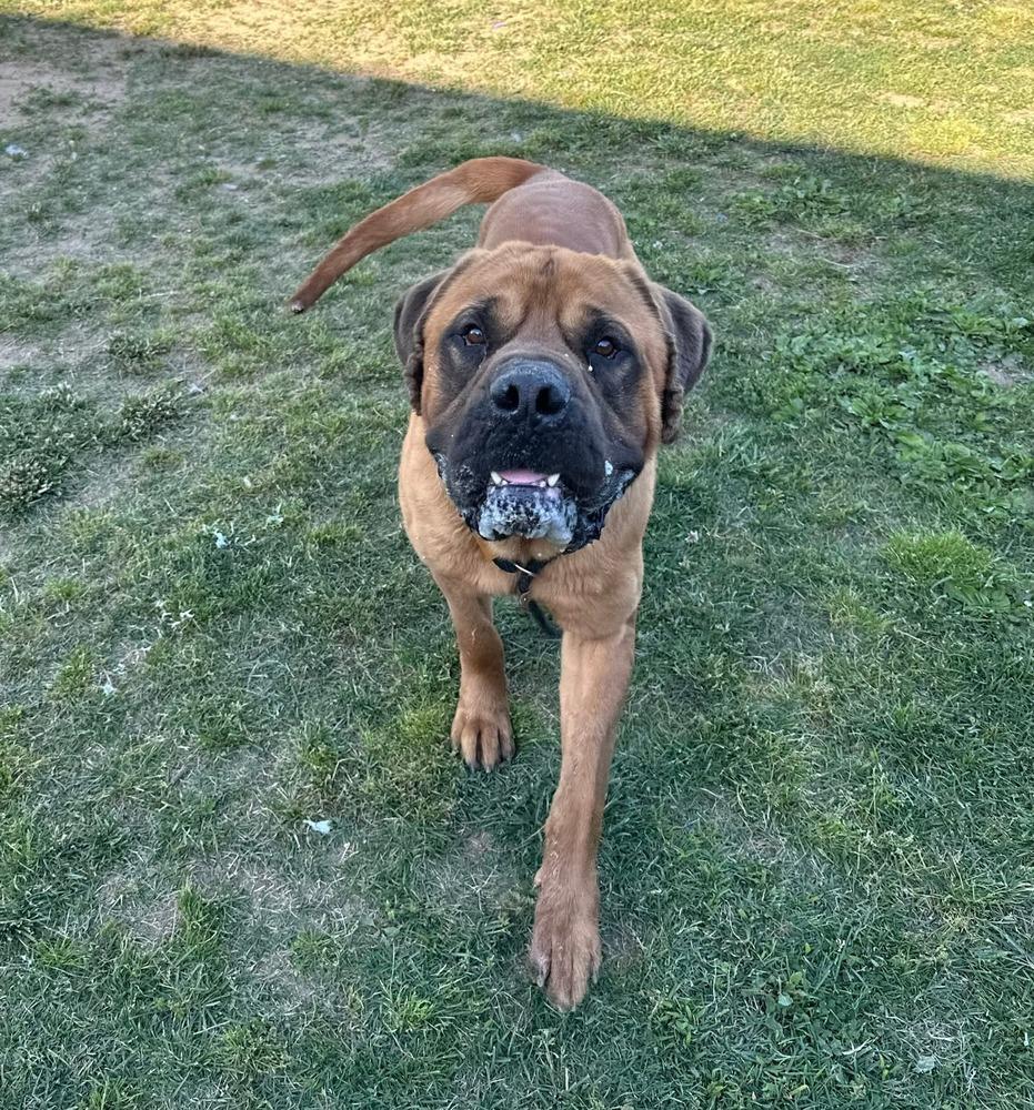 Jabba, a Adoptable Cane Corso in Evansville, IN image 2/6