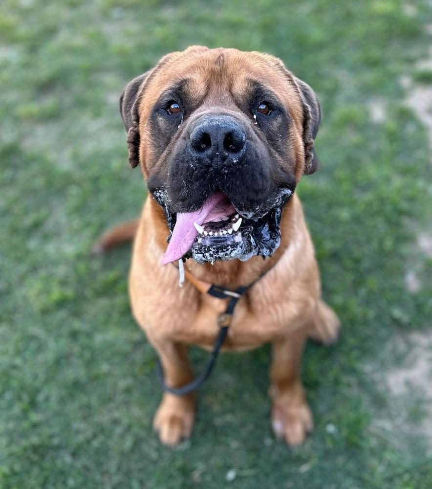 Jabba, a Adoptable Cane Corso in Evansville, IN image 3/6