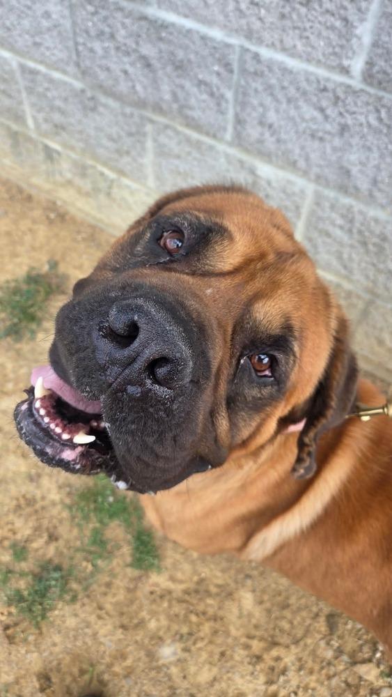 Jabba, a Adoptable Cane Corso in Evansville, IN image 4/6