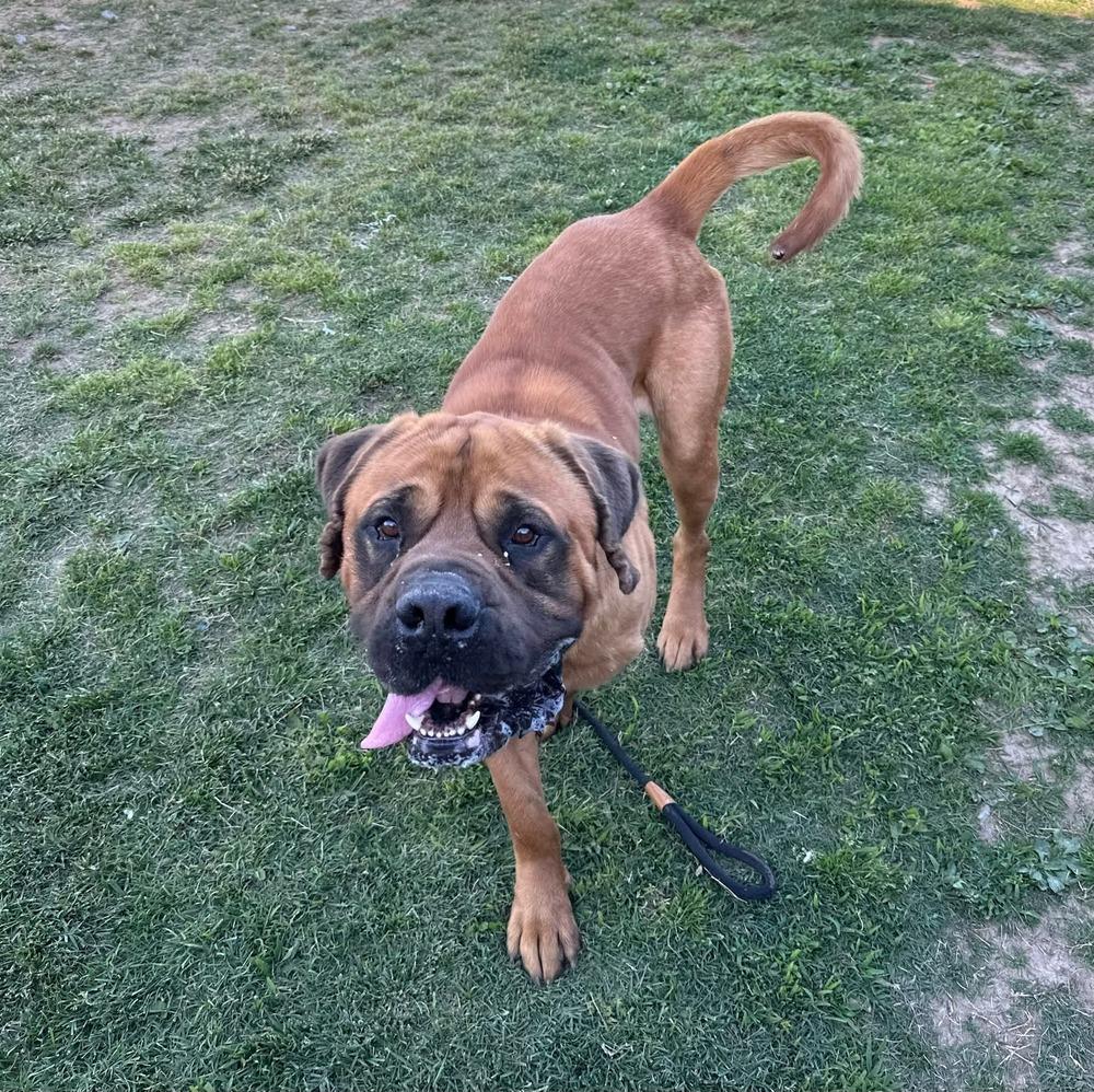 Jabba, a Adoptable Cane Corso in Evansville, IN image 5/6
