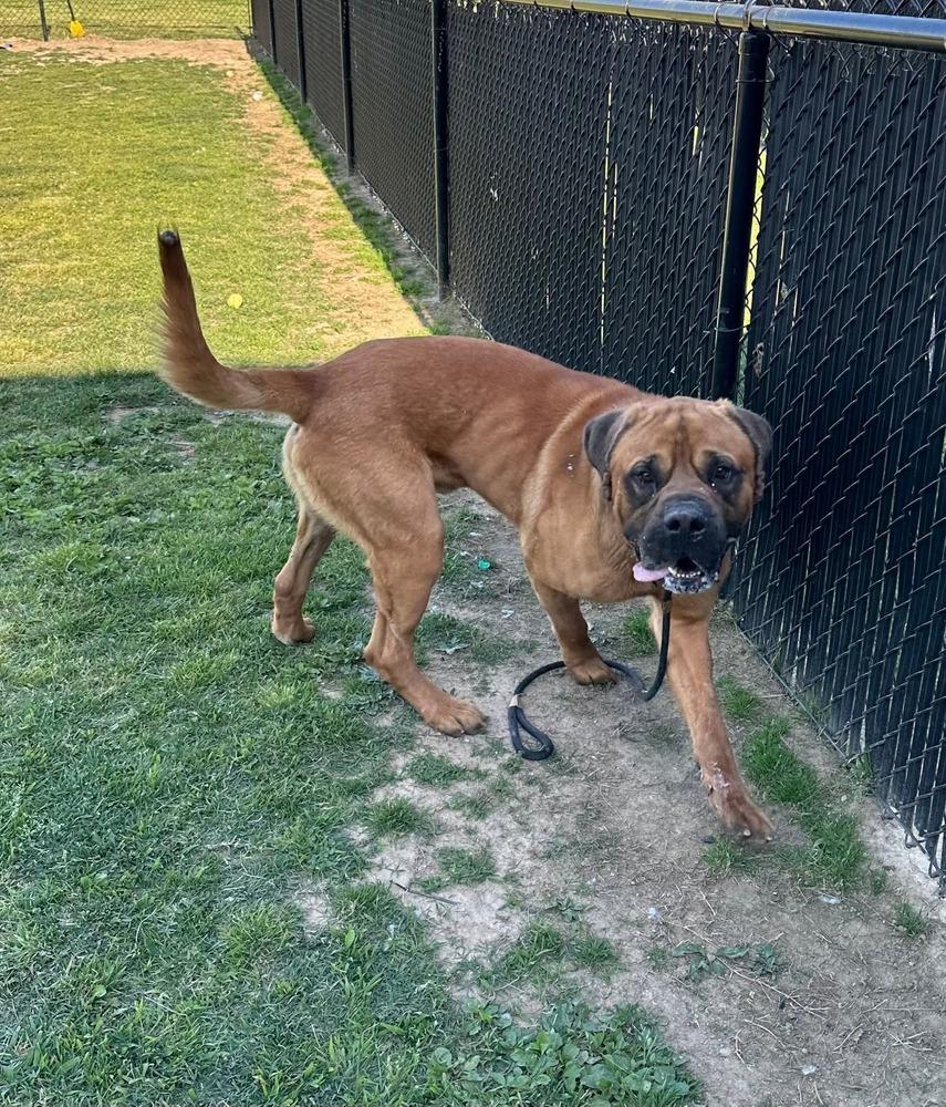 Jabba, a Adoptable Cane Corso in Evansville, IN image 6/6