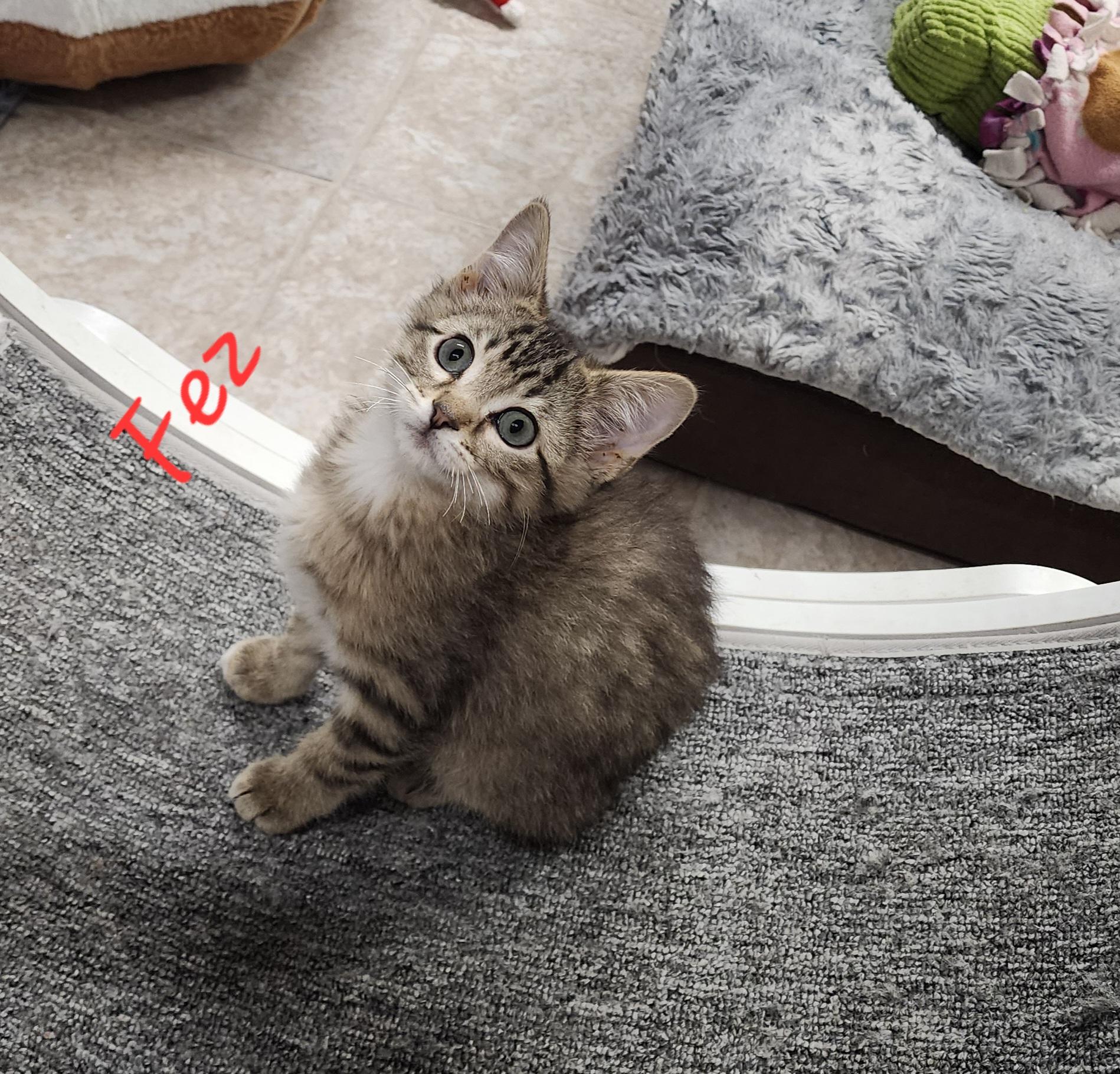 Enlarge Fez, a ADOPTABLE Domestic Medium Hair in Waterloo, IA image 2/3