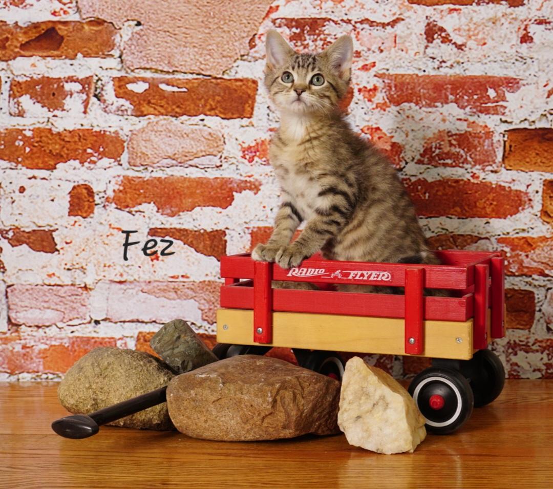 Enlarge Fez, a ADOPTABLE Domestic Medium Hair in Waterloo, IA image 1/3