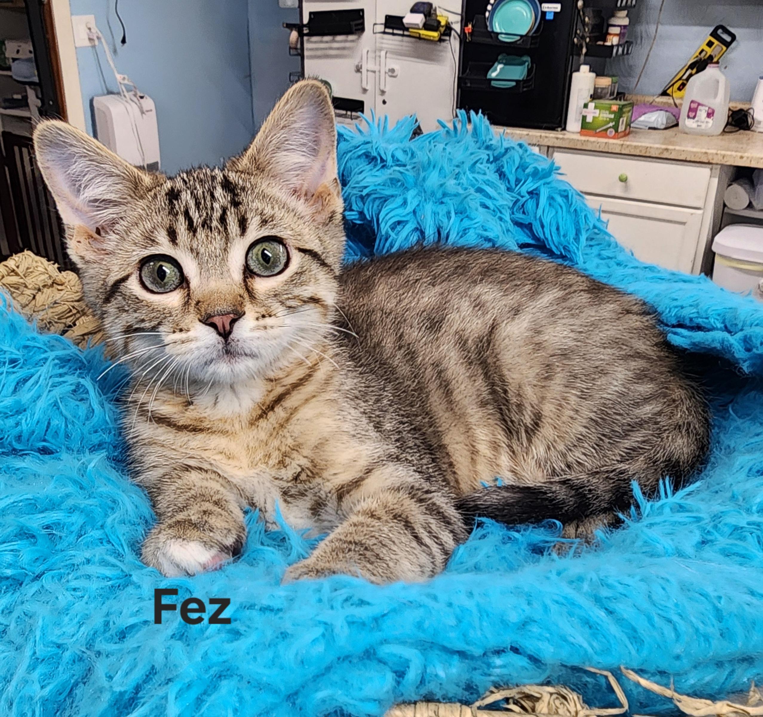 Fez, adopted, Kitten Male Domestic Medium Hair.