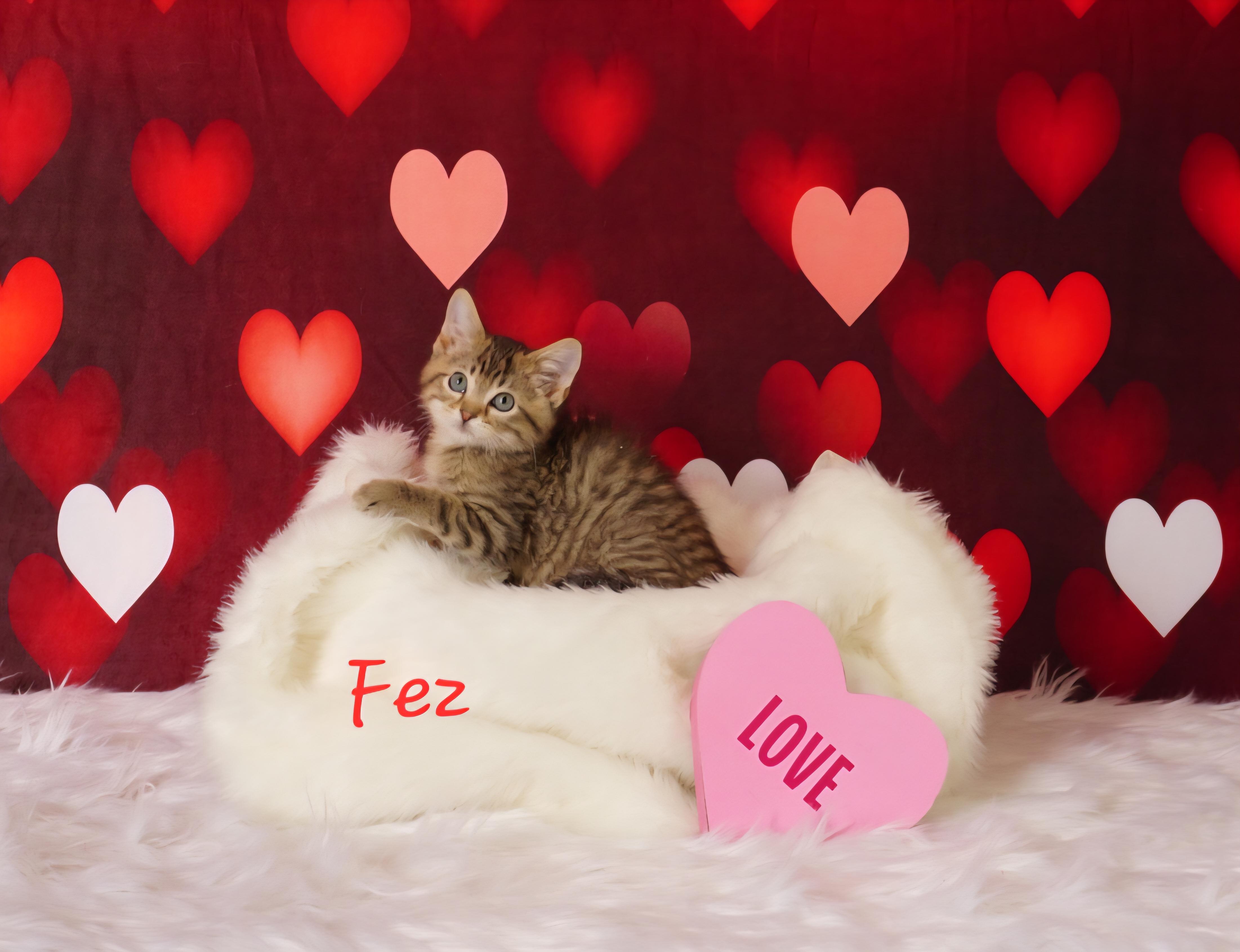Enlarge Fez, a ADOPTABLE Domestic Medium Hair in Waterloo, IA image 3/3