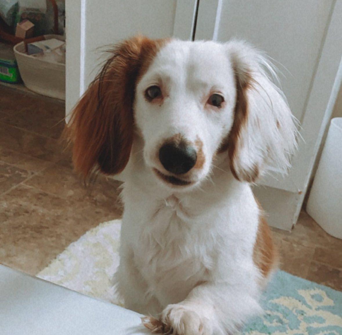 Chicken, ADOPTABLE, Adult Female Dachshund (Miniature Long Haired).