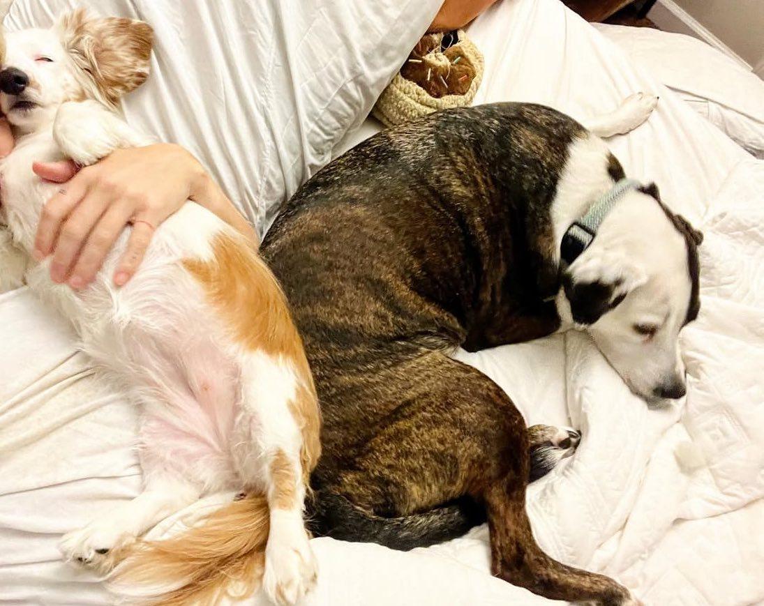 Chicken, a ADOPTABLE Dachshund (Miniature Long Haired) in Glen Allen, VA image 2/4