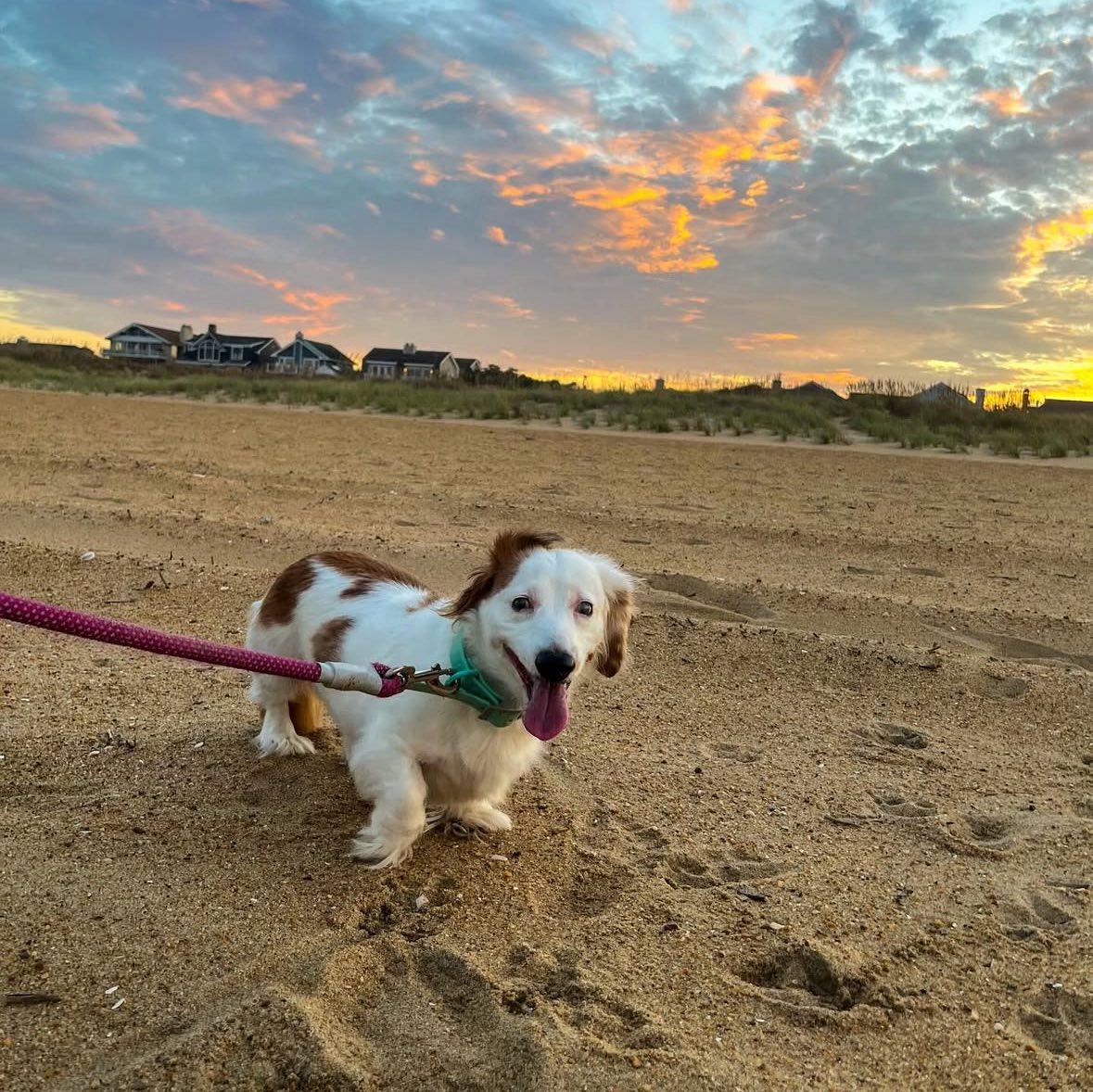Chicken, a ADOPTABLE Dachshund (Miniature Long Haired) in Glen Allen, VA image 3/4
