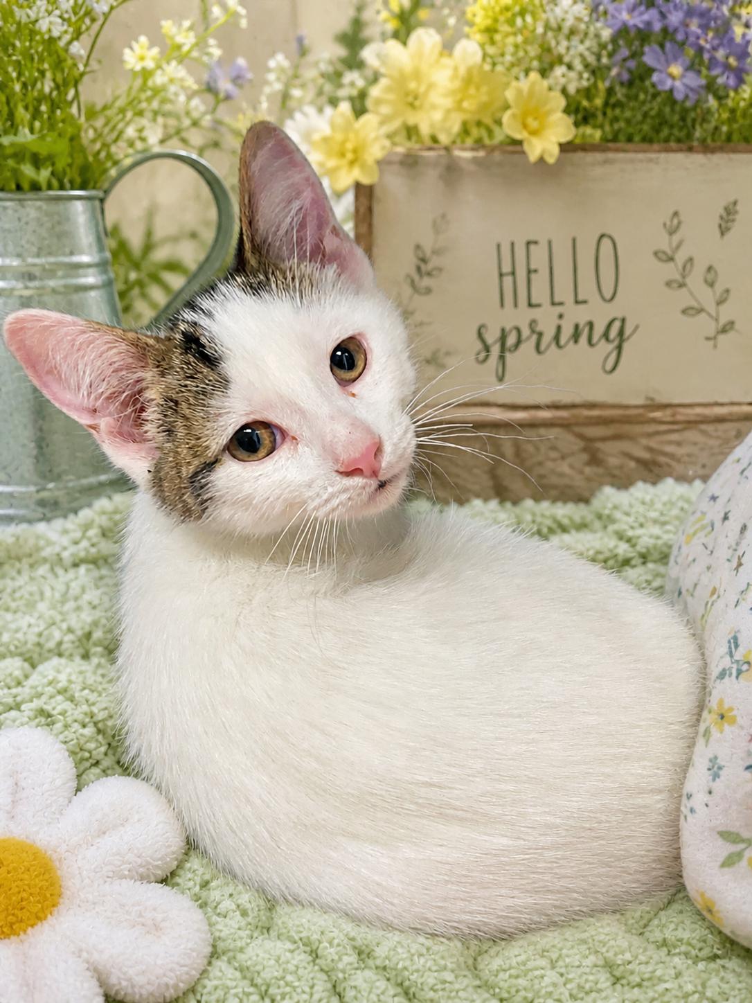 Enlarge Deadpool, a ADOPTABLE Domestic Short Hair in Belleville, MI image 1/2
