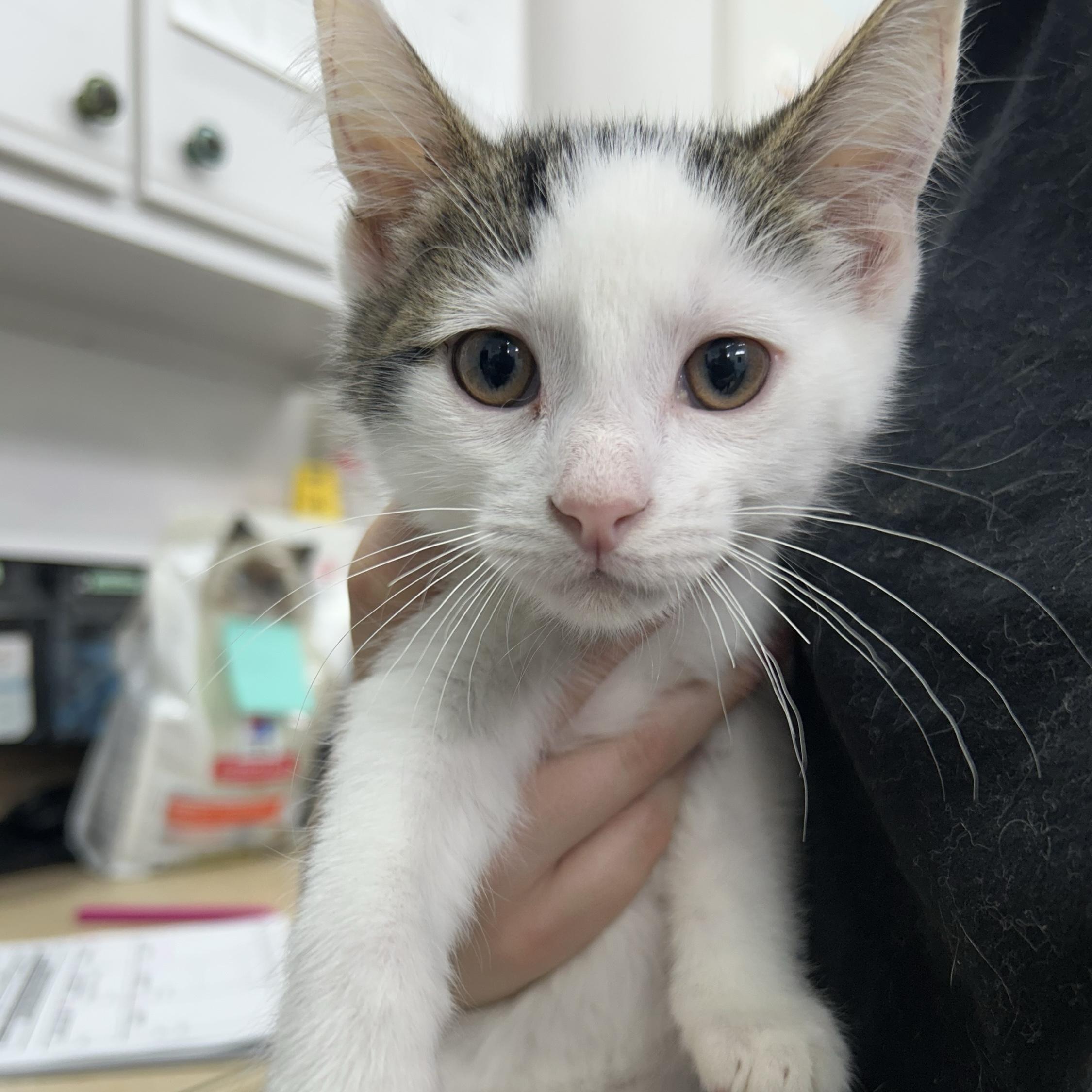 Enlarge Deadpool, a ADOPTABLE Domestic Short Hair in Belleville, MI image 2/2
