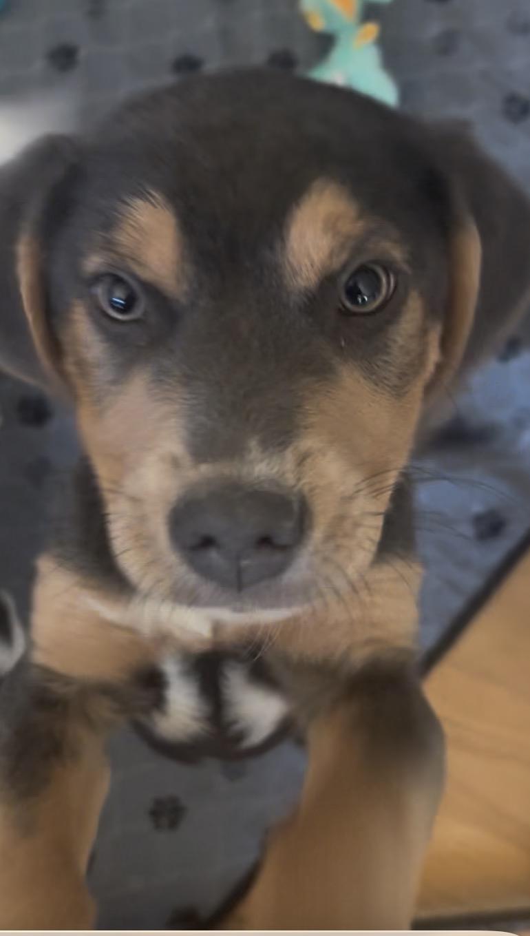 Moon Pie-Moonie , a ADOPTABLE mixed breed in Williamston, SC image 2/2