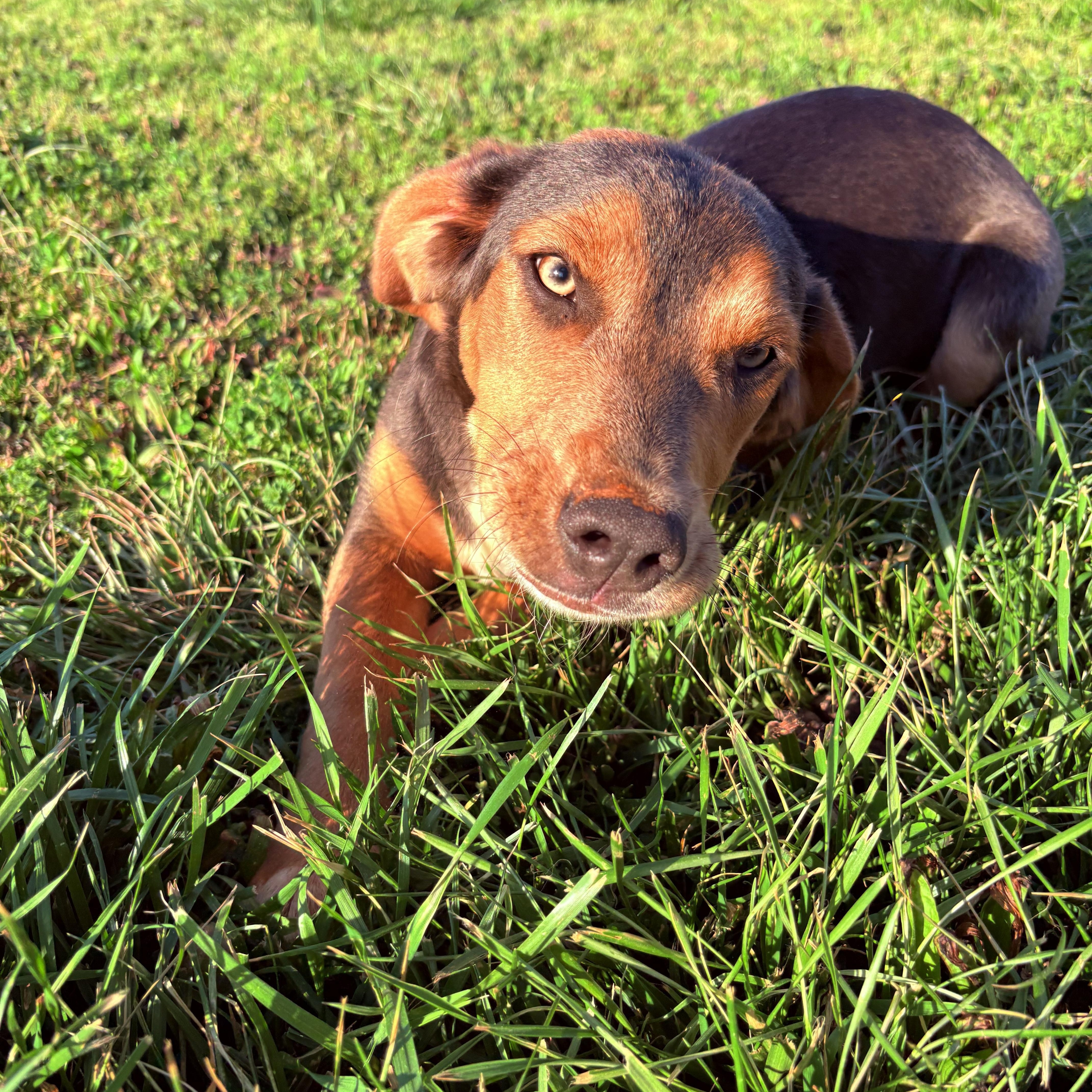 Moon Pie-Moonie , ADOPTABLE, Young Female Hound & Beagle.