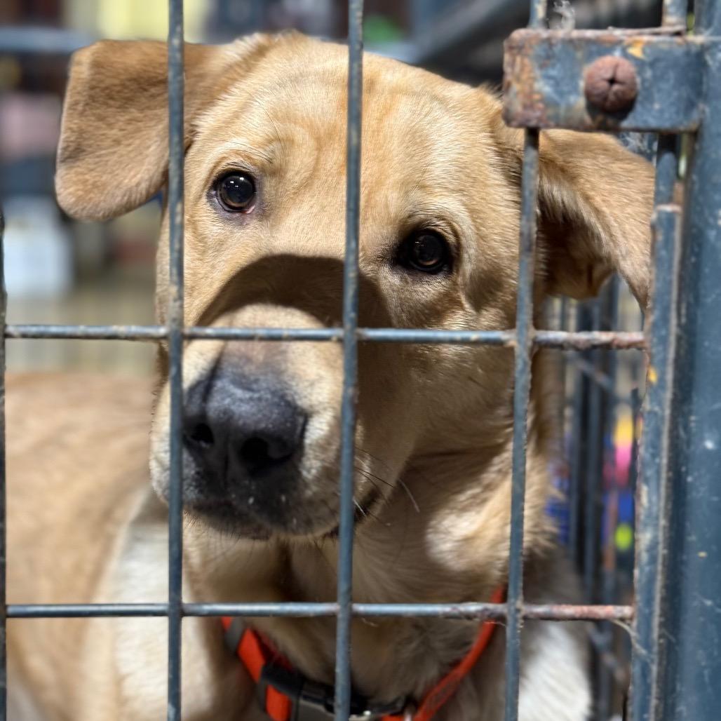 Nathan, Adoptable, Adult Male Shepherd & Mixed Breed.