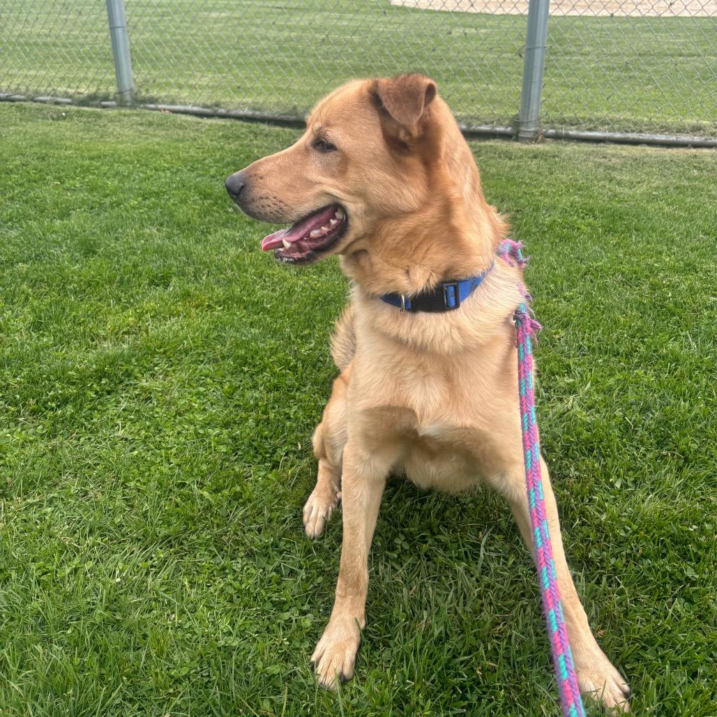 Enlarge Nathan, a Adoptable mixed breed in Fort Smith, AR image 2/6
