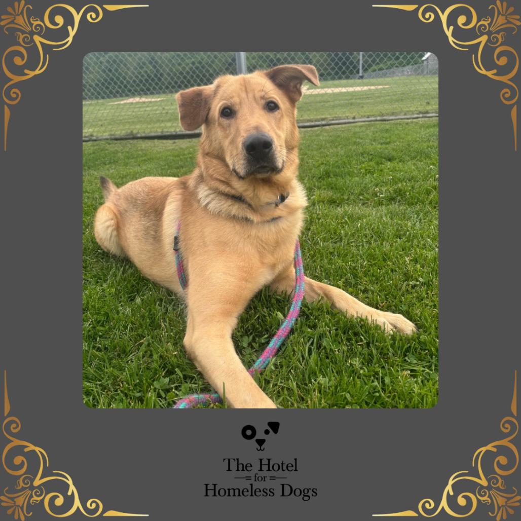 Enlarge Nathan, a Adoptable mixed breed in Fort Smith, AR image 3/6