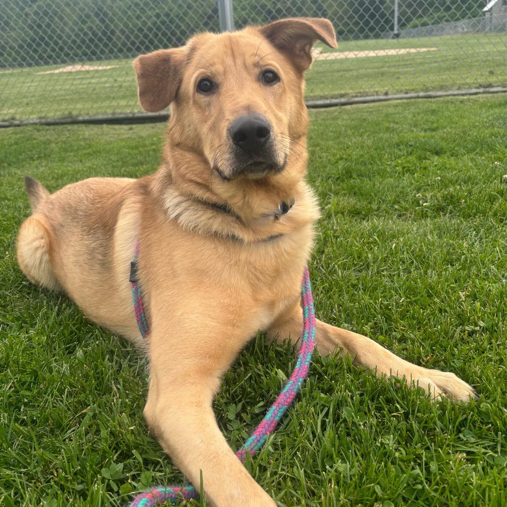 Enlarge Nathan, a Adoptable mixed breed in Fort Smith, AR image 4/6