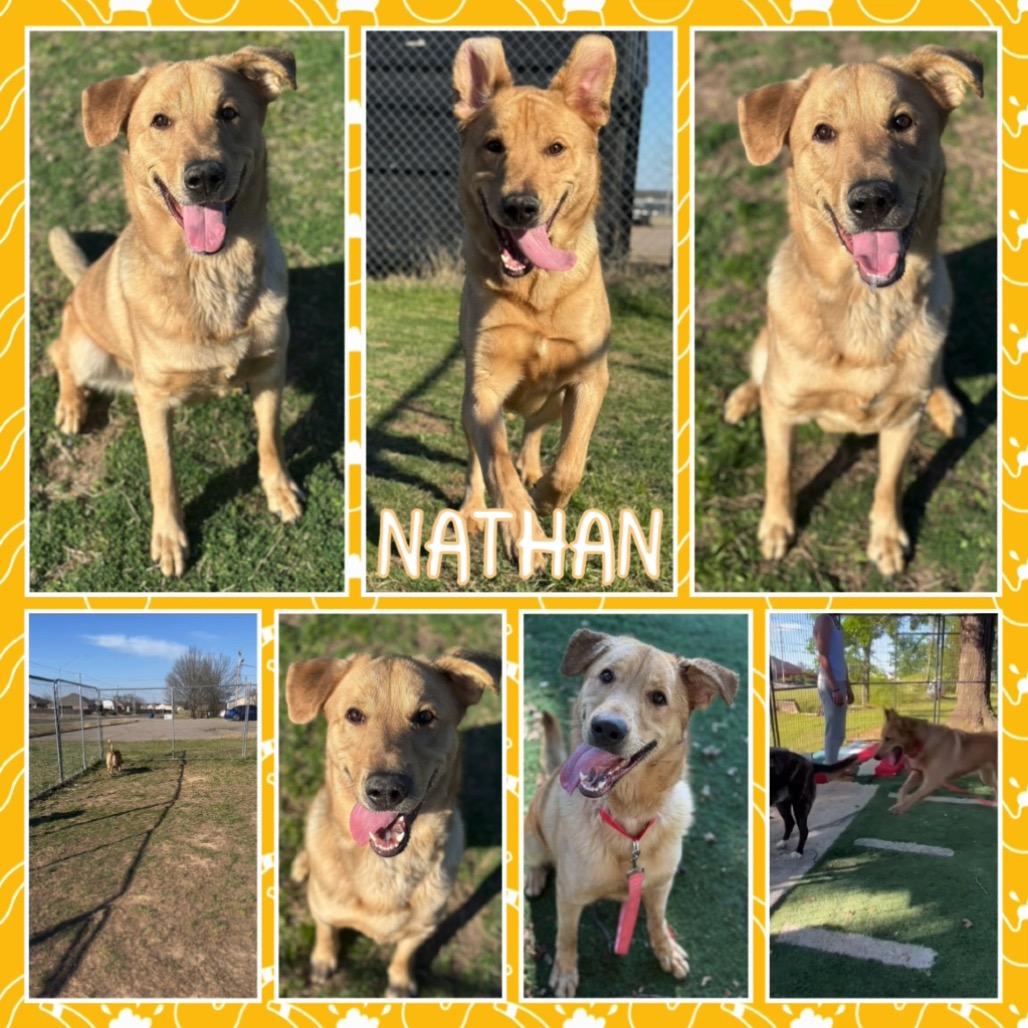 Enlarge Nathan, a Adoptable mixed breed in Fort Smith, AR image 5/6
