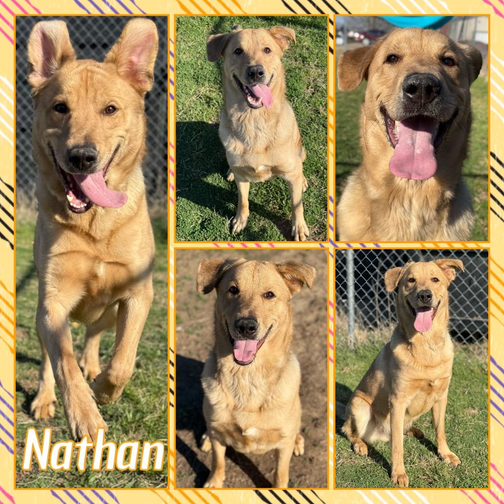 Enlarge Nathan, a Adoptable mixed breed in Fort Smith, AR image 6/6