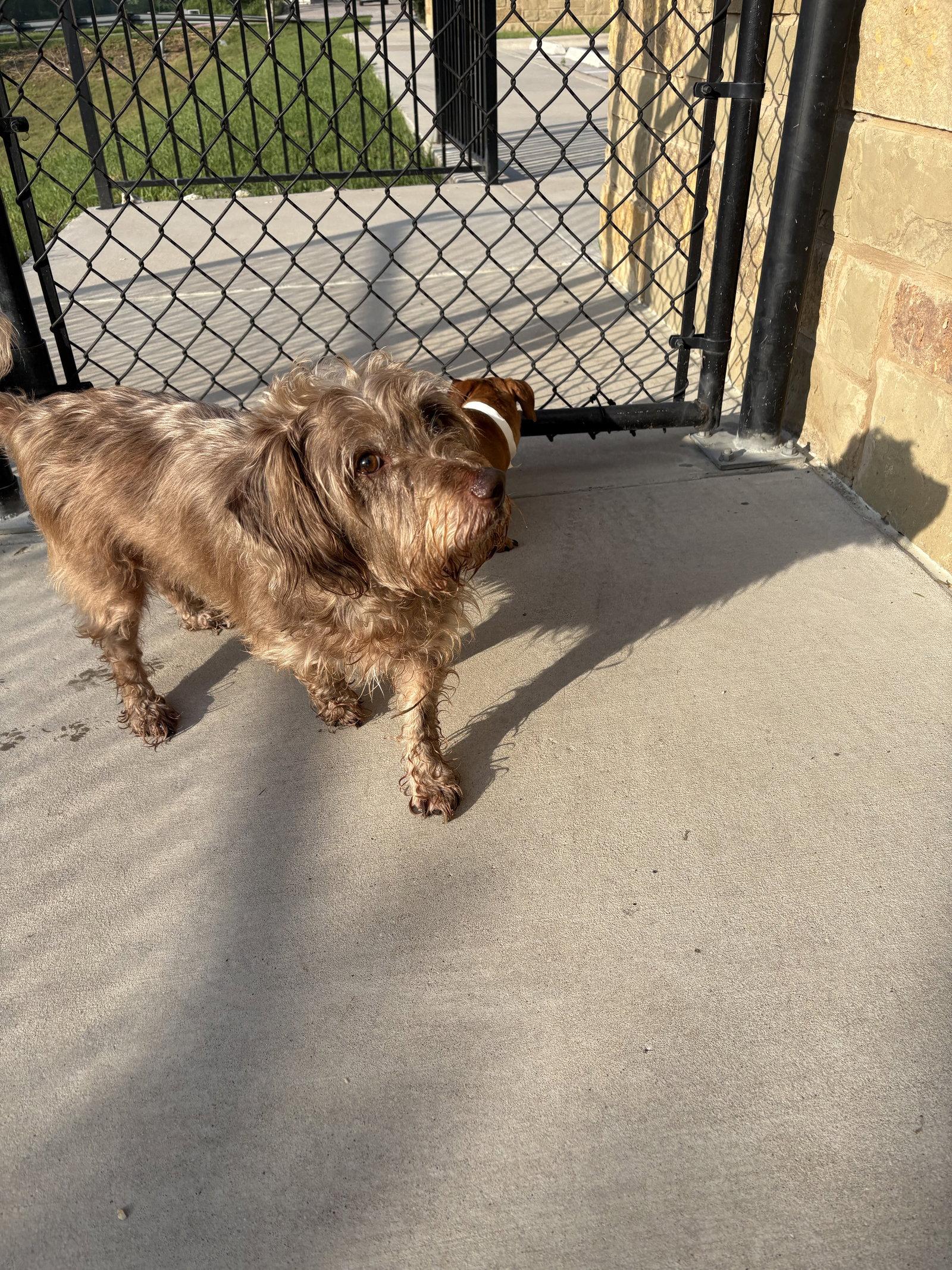 Diggie, Adoptable, Senior Male Dachshund.