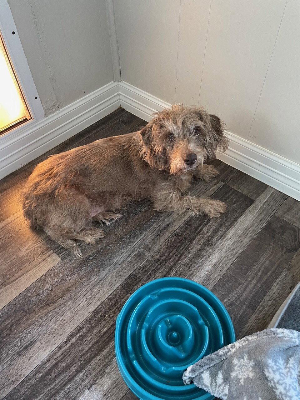 Diggie, a Adoptable Dachshund in Austin, TX image 2/3