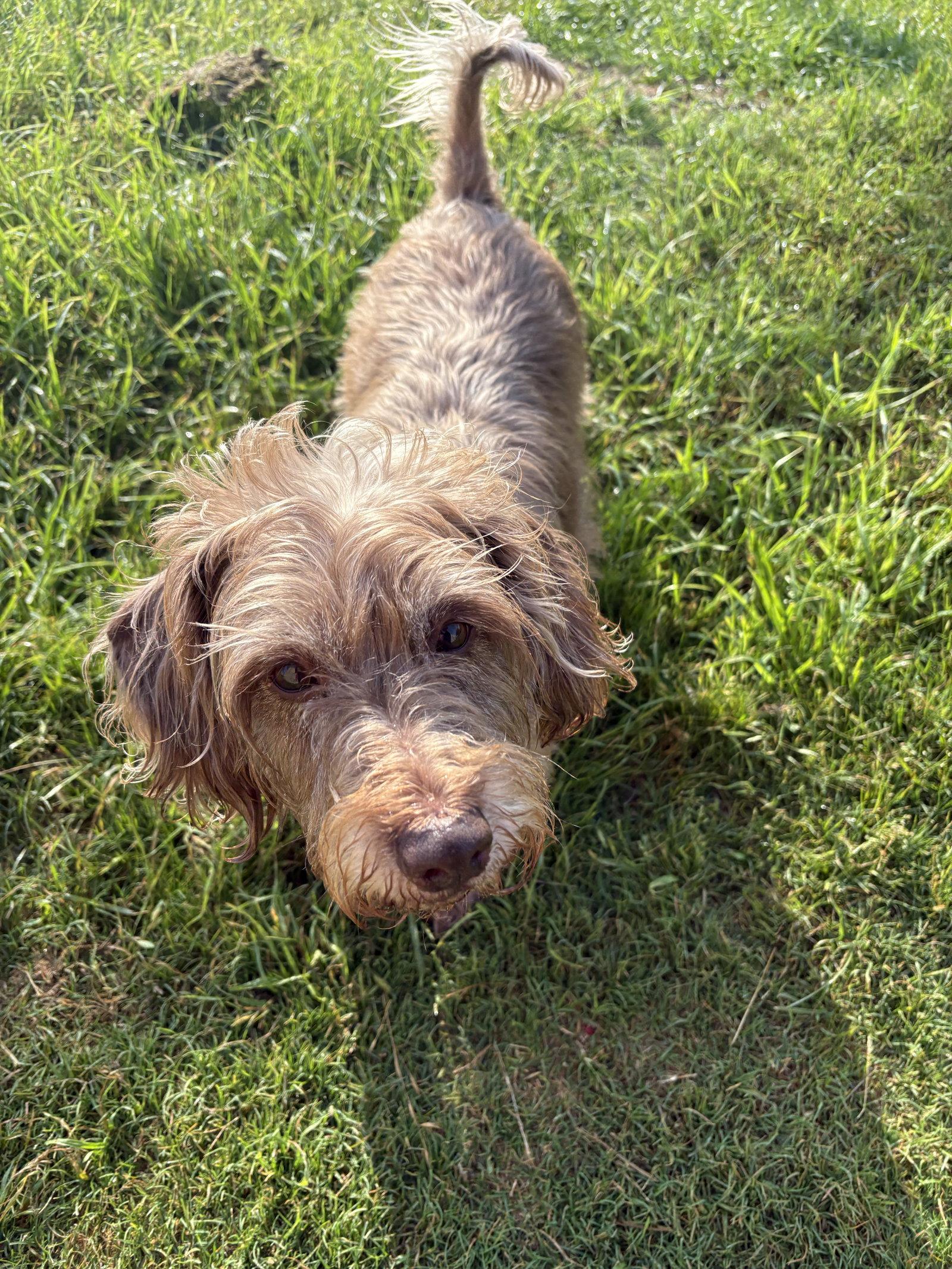 Diggie, a Adoptable Dachshund in Austin, TX image 3/3