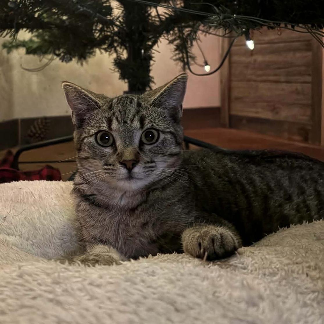 George Strait, ADOPTABLE, Young Male Domestic Short Hair.