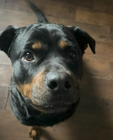 Leah, a ADOPTABLE Rottweiler in Redmond, WA image 5/6