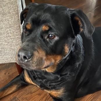 Leah, a ADOPTABLE Rottweiler in Redmond, WA image 2/6