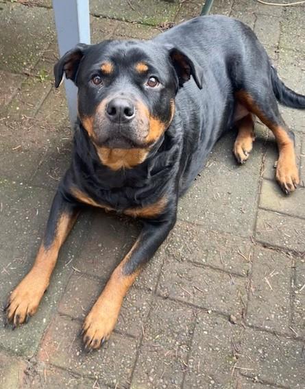 Leah, a ADOPTABLE Rottweiler in Redmond, WA image 1/6