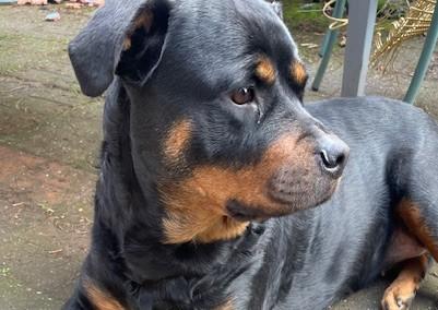 Leah, a ADOPTABLE Rottweiler in Redmond, WA image 3/6