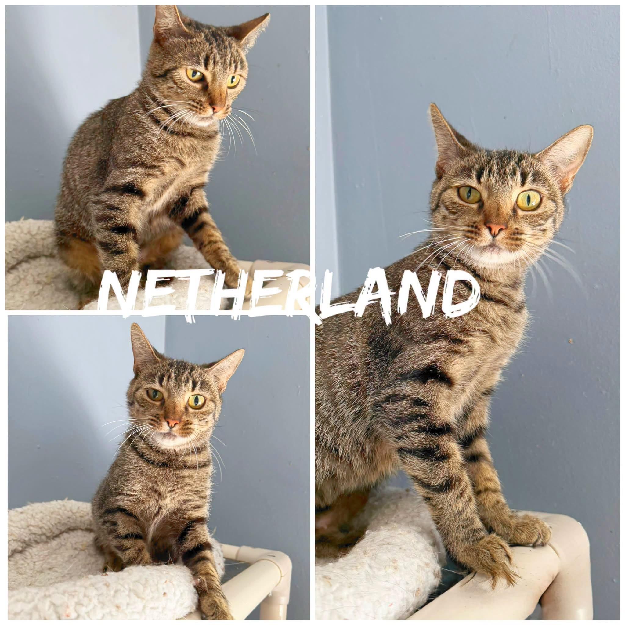 Netherland, ADOPTABLE, Adult Female Domestic Short Hair.