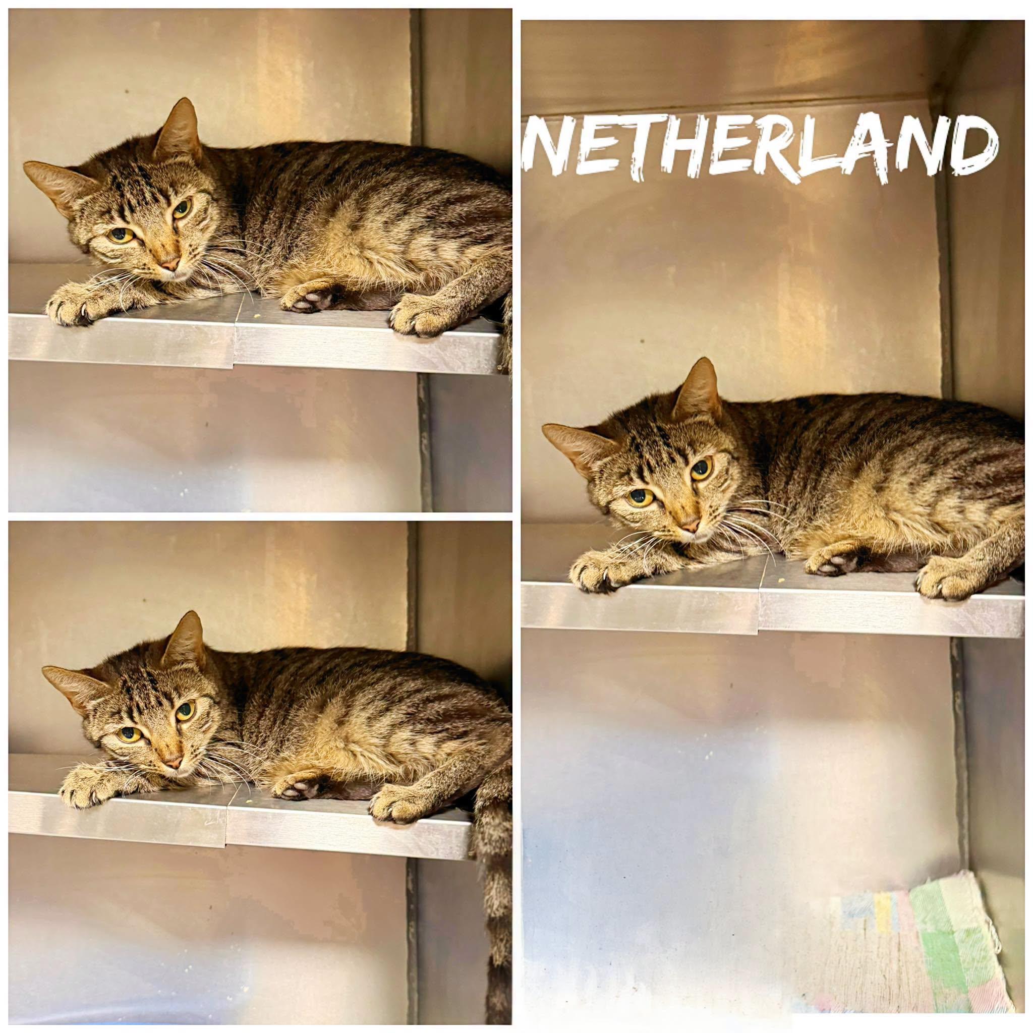 Netherland, a ADOPTABLE Domestic Short Hair in Saint James, MO image 2/2