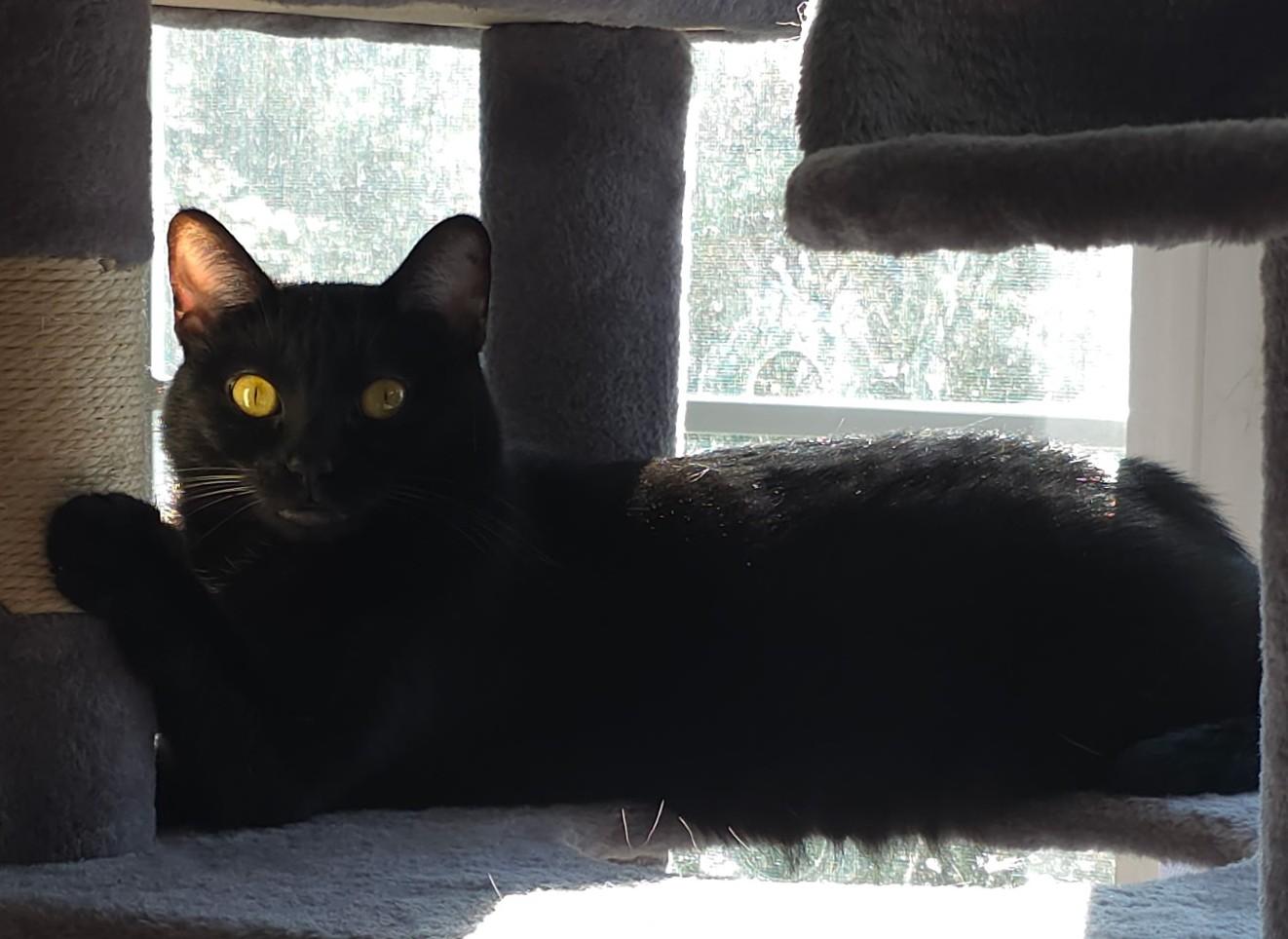 Enlarge Simone Biles, a Adoptable mixed breed image 1/4