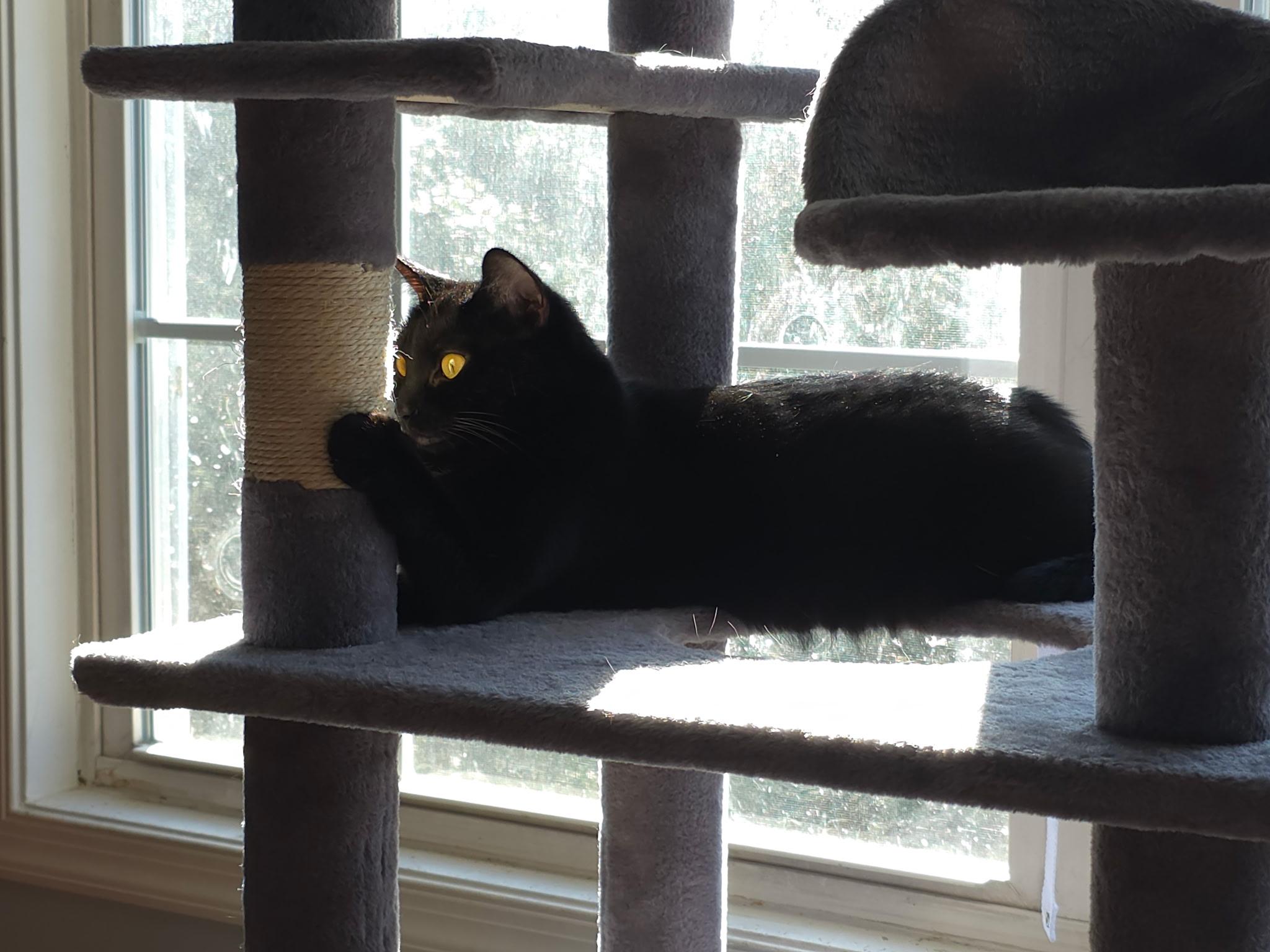 Enlarge Simone Biles, a Adoptable mixed breed image 2/4