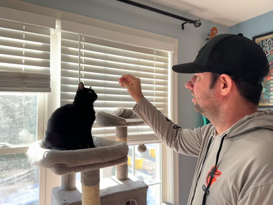 Enlarge Simone Biles, a Adoptable mixed breed video 4/4