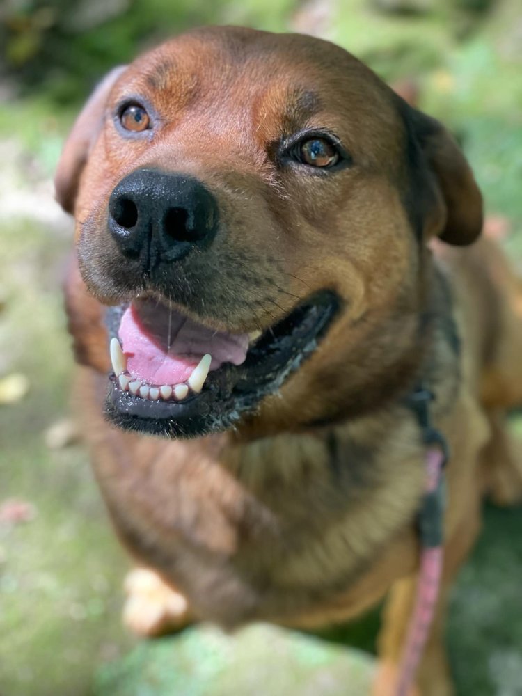 Enlarge Behr, a Adoptable mixed breed in Godfrey, IL image 6/6