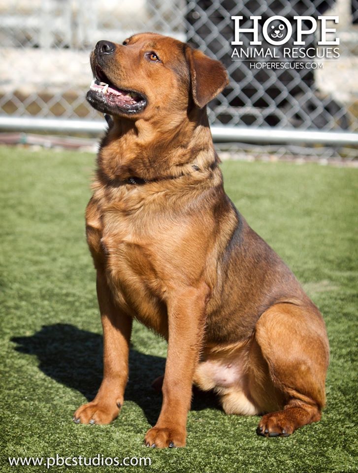 Enlarge Behr, a Adoptable mixed breed in Godfrey, IL image 5/6