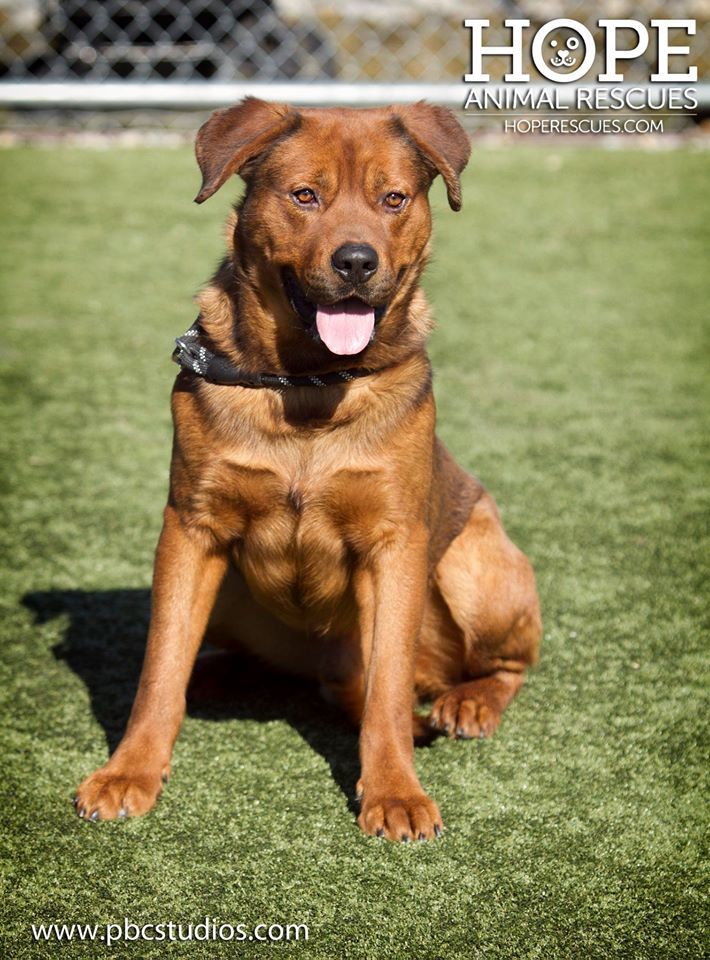 Enlarge Behr, a Adoptable mixed breed in Godfrey, IL image 2/6
