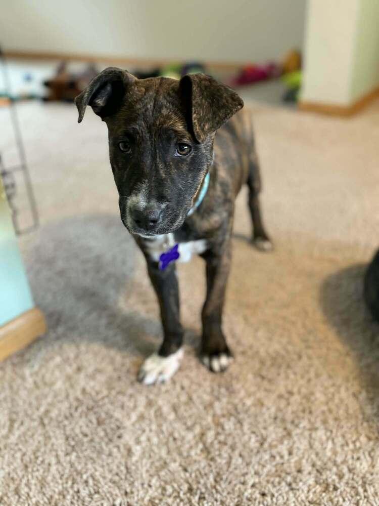 Enlarge Harmonia, a Adoptable mixed breed in Waunakee, WI image 1/4