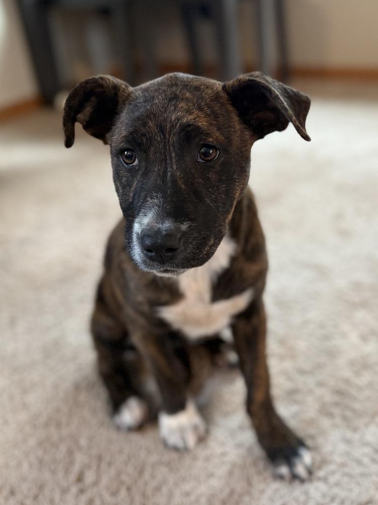 Enlarge Harmonia, a Adoptable mixed breed in Waunakee, WI image 2/4