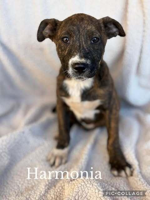 Enlarge Harmonia, a Adoptable mixed breed in Waunakee, WI image 4/4