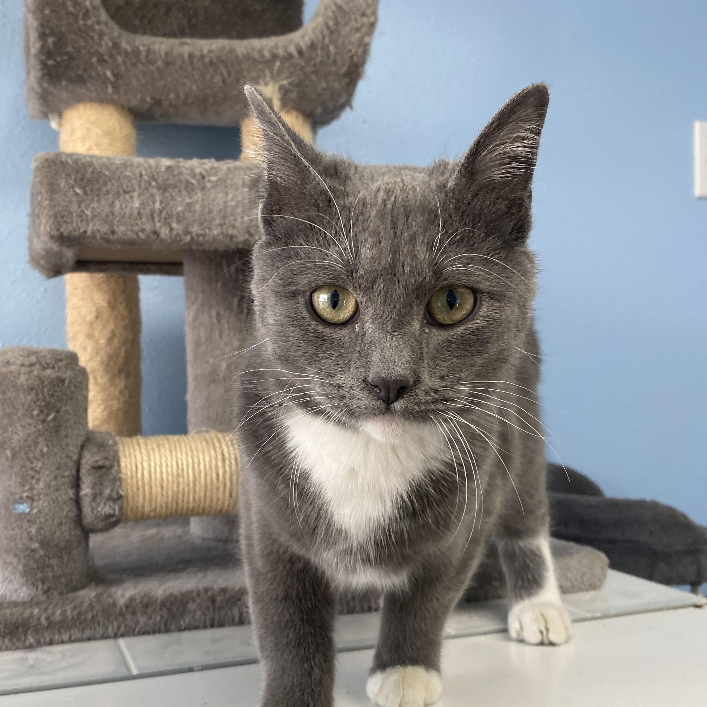 Rastus, an adopted Domestic Short Hair in Choteau, MT image 1/2