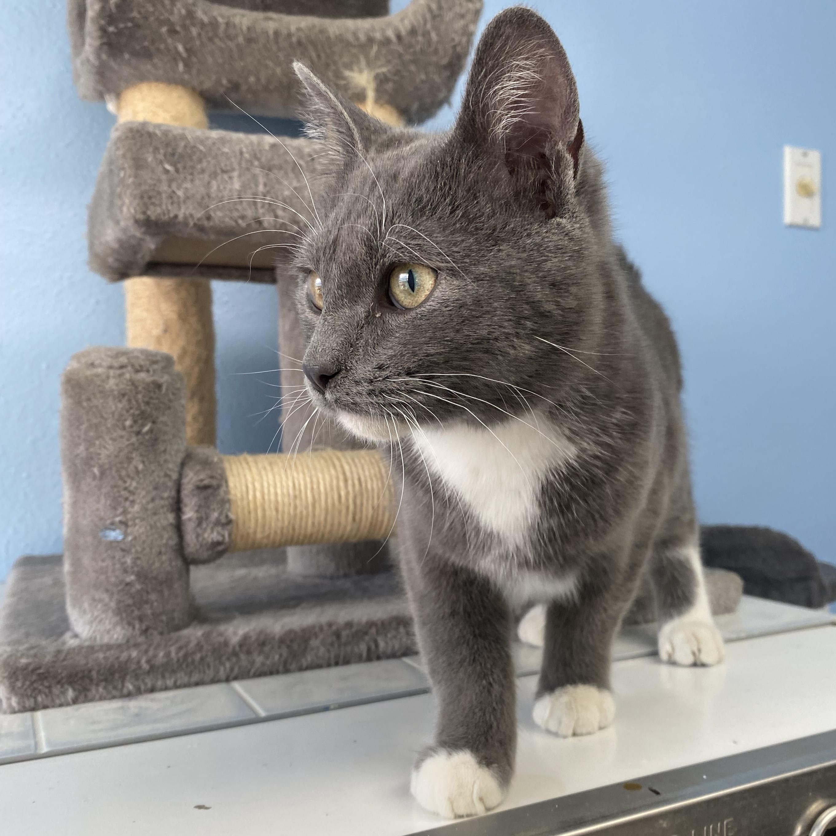 Rastus, an adopted Domestic Short Hair in Choteau, MT image 2/2