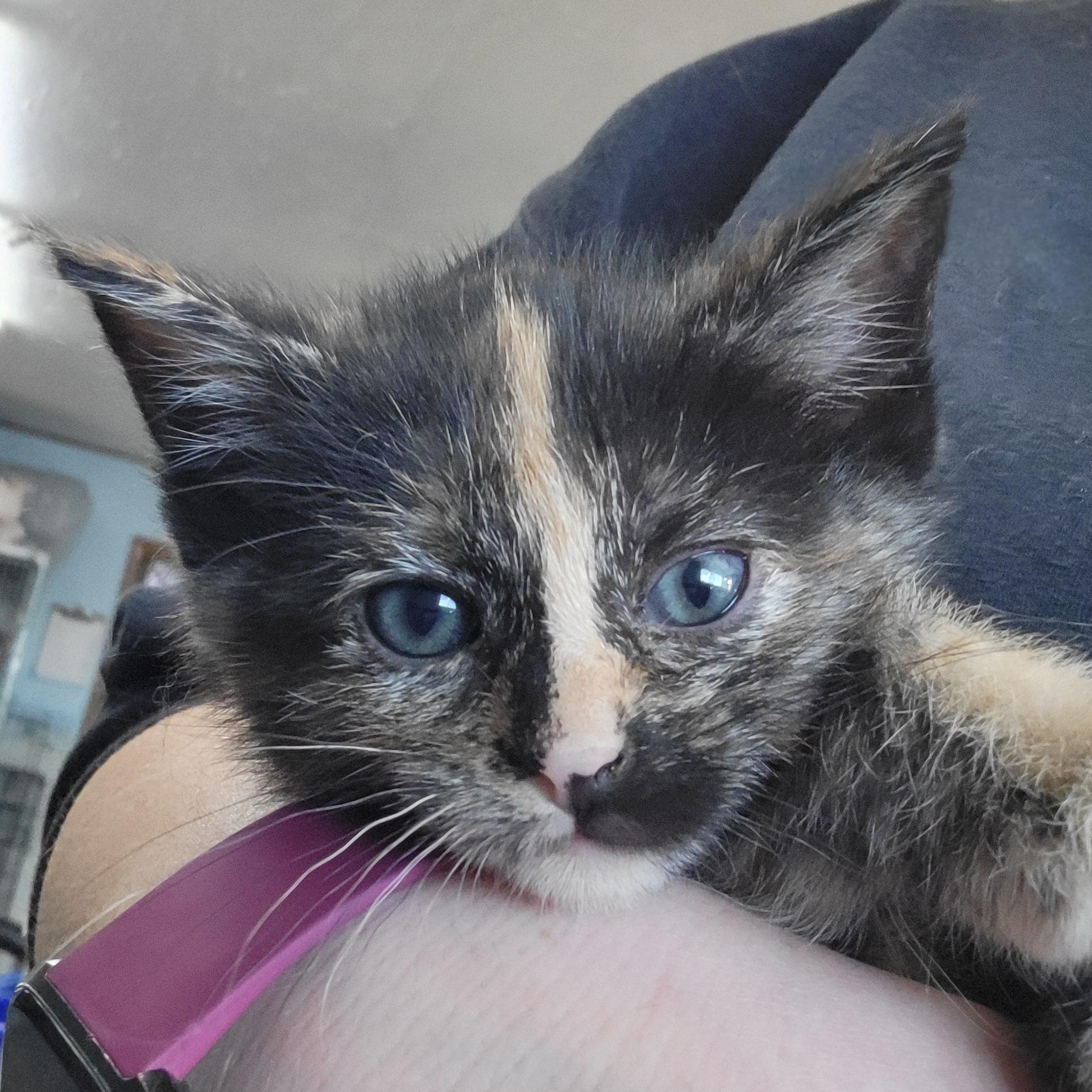 Missy, adopted, Kitten Female Domestic Short Hair.